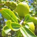 Fruit from the argan tree